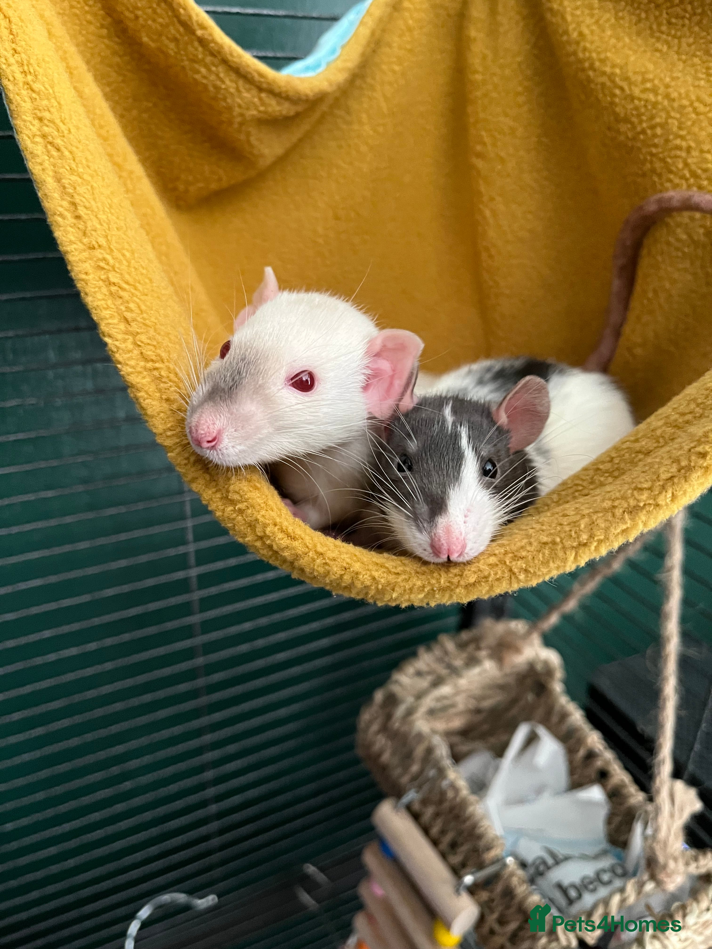 Rat rodents 3 male rats - Advert 4