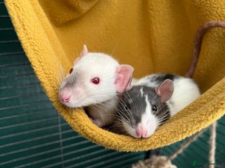 Rat rodents 3 male rats - Advert 1