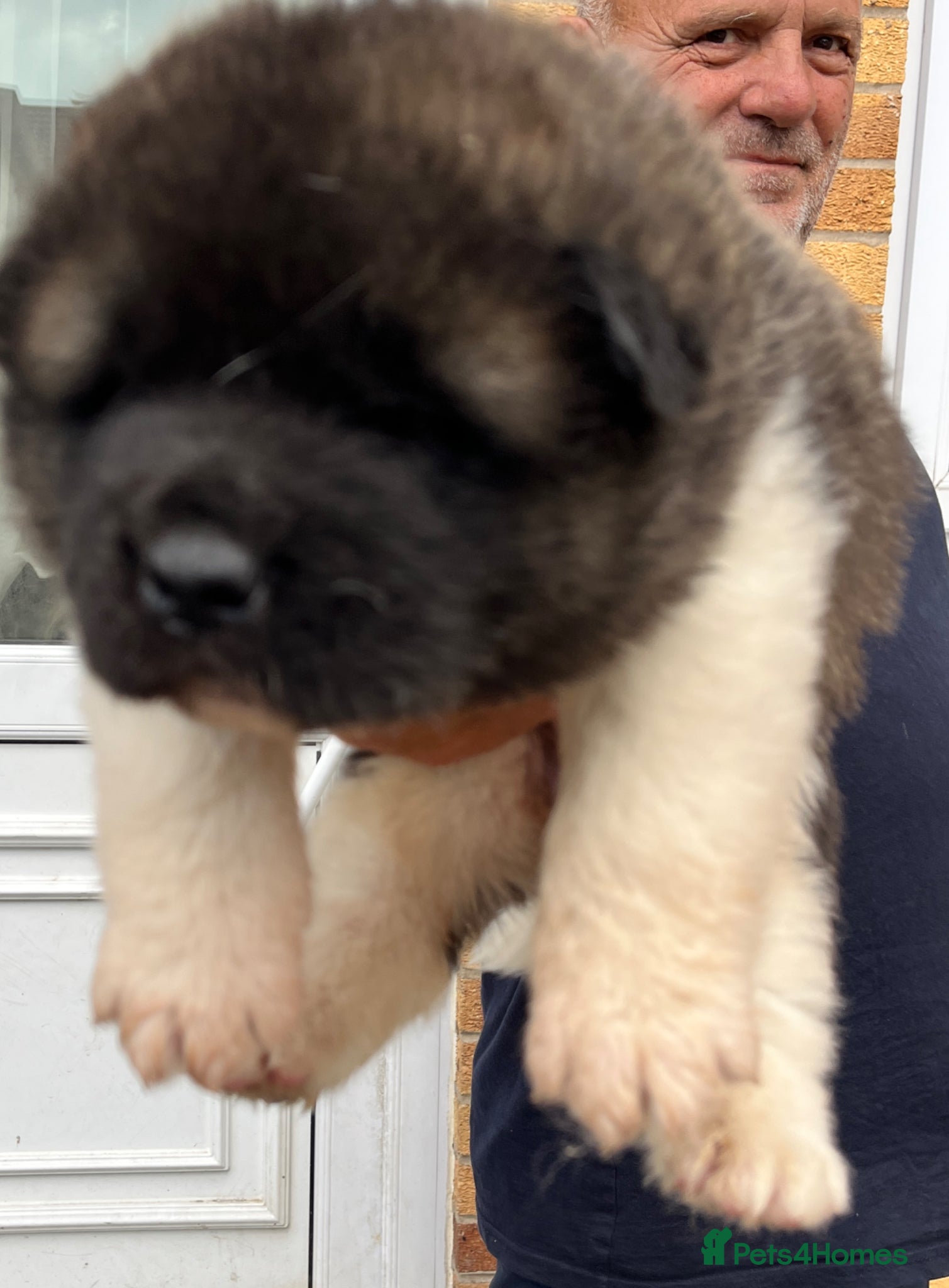 Akita dogs KC REGISTERED AKITA BEARS.  - Advert 8