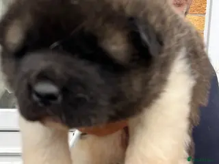 Akita dogs KC REGISTERED AKITA BEARS. - Advert 18
