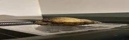 Snails invertebrates for sale: Giant African Land Snails in Derby - Advert 4