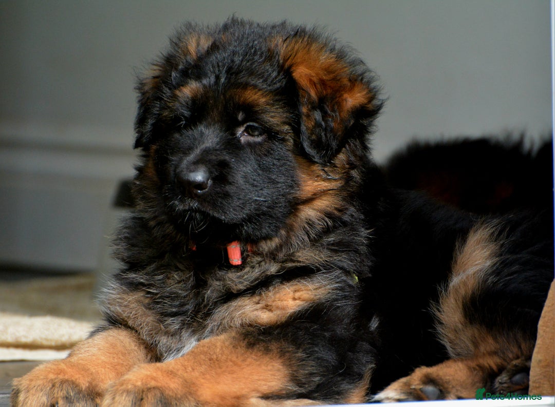 German Shepherd dogs for sale: Long Coat, Health tested, DM clear, GSD pups - Image 14