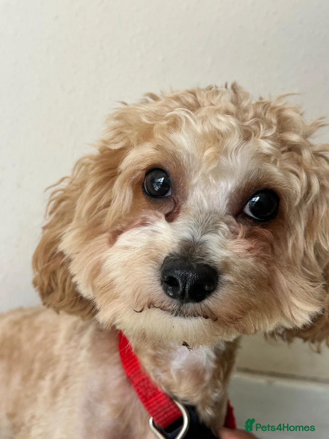 Maltipoo dogs for stud: Play full cute good looking maltipoo  - Advert 2