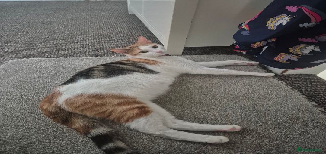 Gallery Image {{count}}