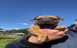 Patterdale Terrier dogs for sale: Patter dale  - Image 6