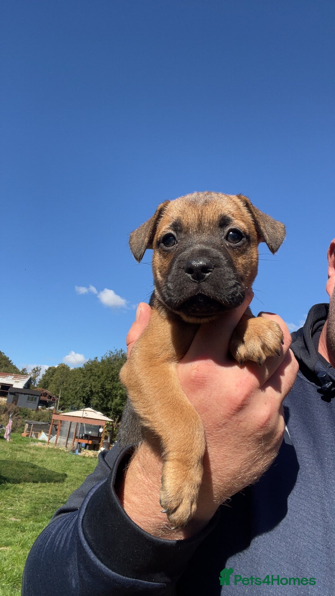Patterdale Terrier dogs for sale: Patter dale  - Image 6