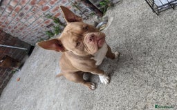 American Bulldog dogs for sale: American pocket bully  - Image 4