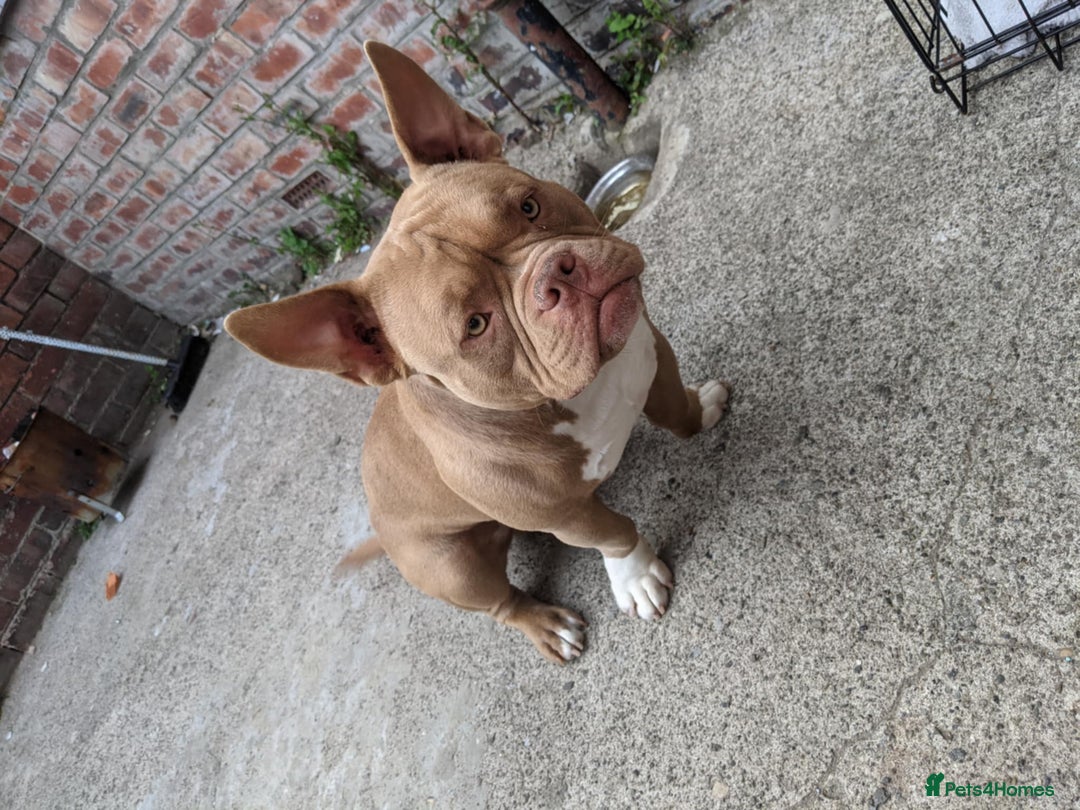 American Bulldog dogs for sale: American pocket bully  - Image 4