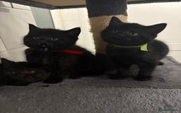 Mixed Breed cats for sale: British Shorthair X - Image 10