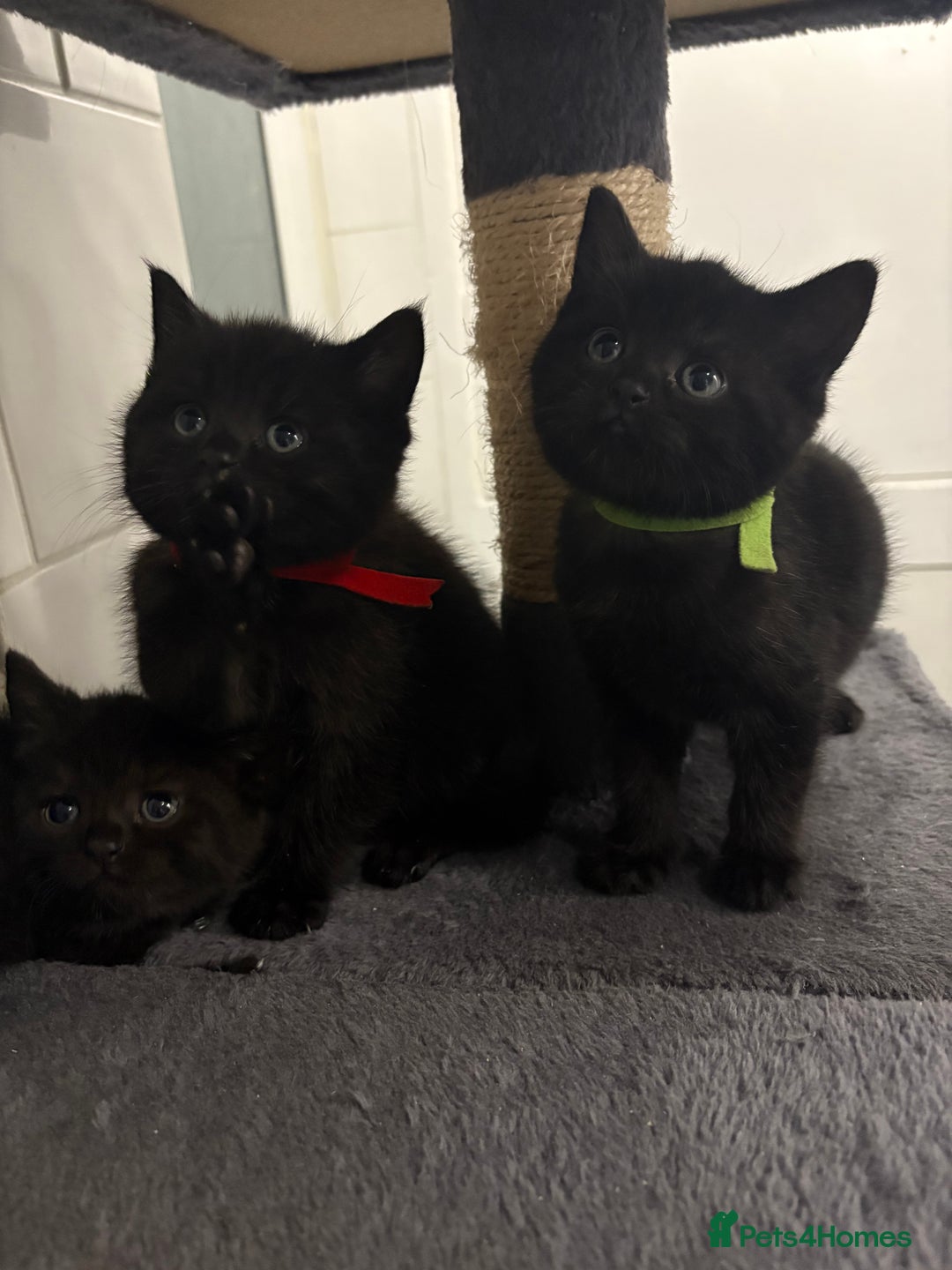 Mixed Breed cats for sale: British Shorthair X - Image 10