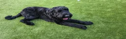 Giant Schnauzer dogs for stud: Giant schnauzer Stud - Advert 5