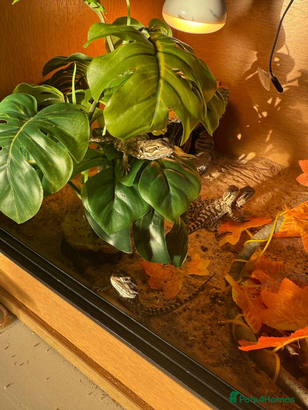 Lizard reptiles for sale: Baby Rankin dragons - Advert 6