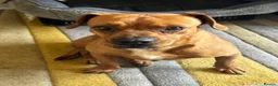 Mixed Breed dogs for adoption: Sweet Todor looking for LOVE - Advert 18