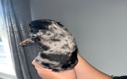 Miniature Dachshund dogs for sale: 🌟 KC registered longhair miniature dachshunds  - Image 9