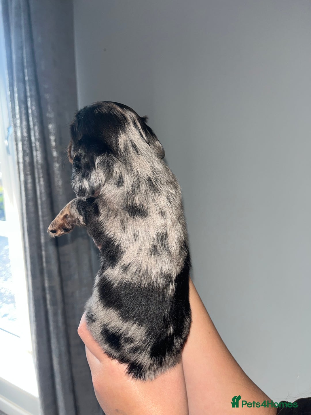 Miniature Dachshund dogs for sale: 🌟 KC registered longhair miniature dachshunds  - Image 9