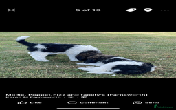 Standard Poodle dogs for sale: Standard Poodle x St Berdoodle  - Image 15