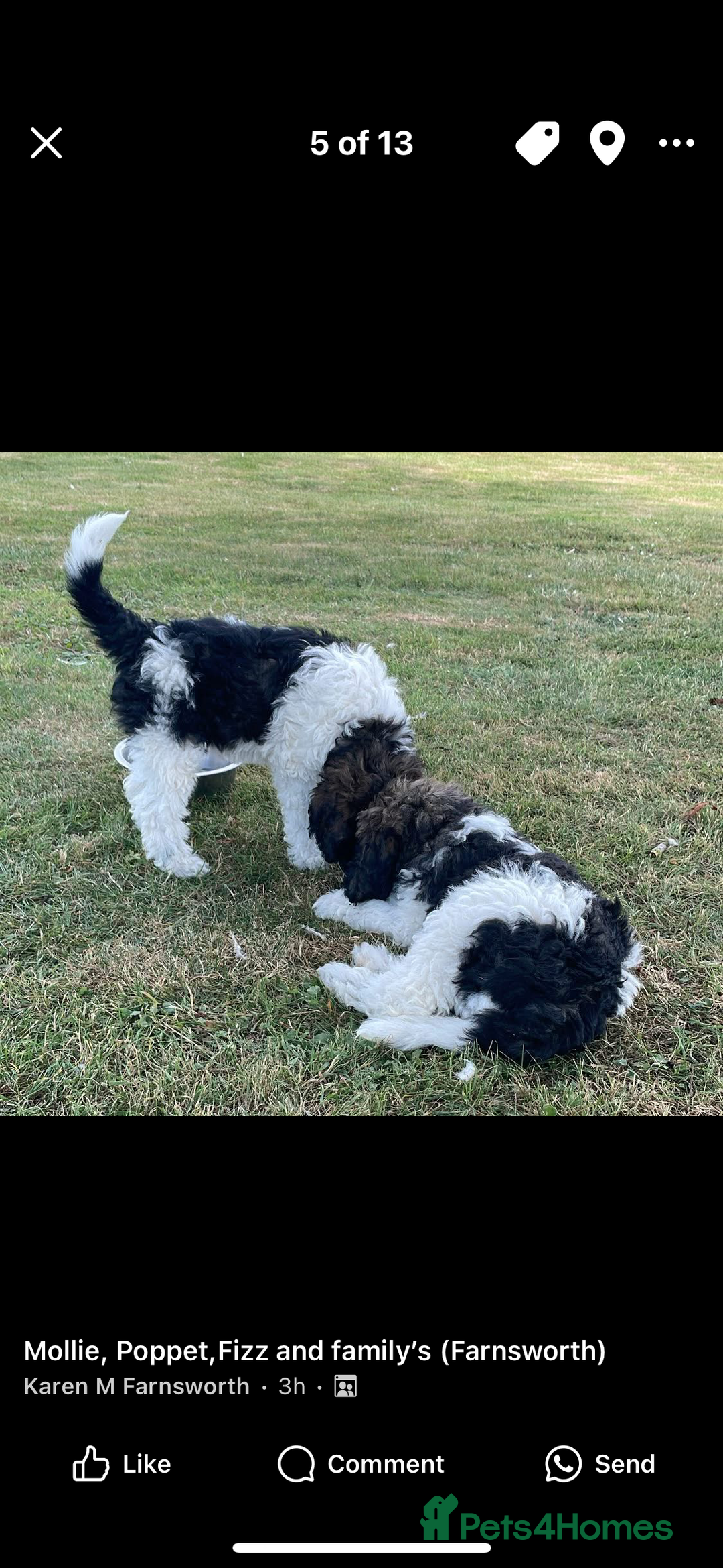 Standard Poodle dogs for sale: Standard Poodle x St Berdoodle  - Image 15