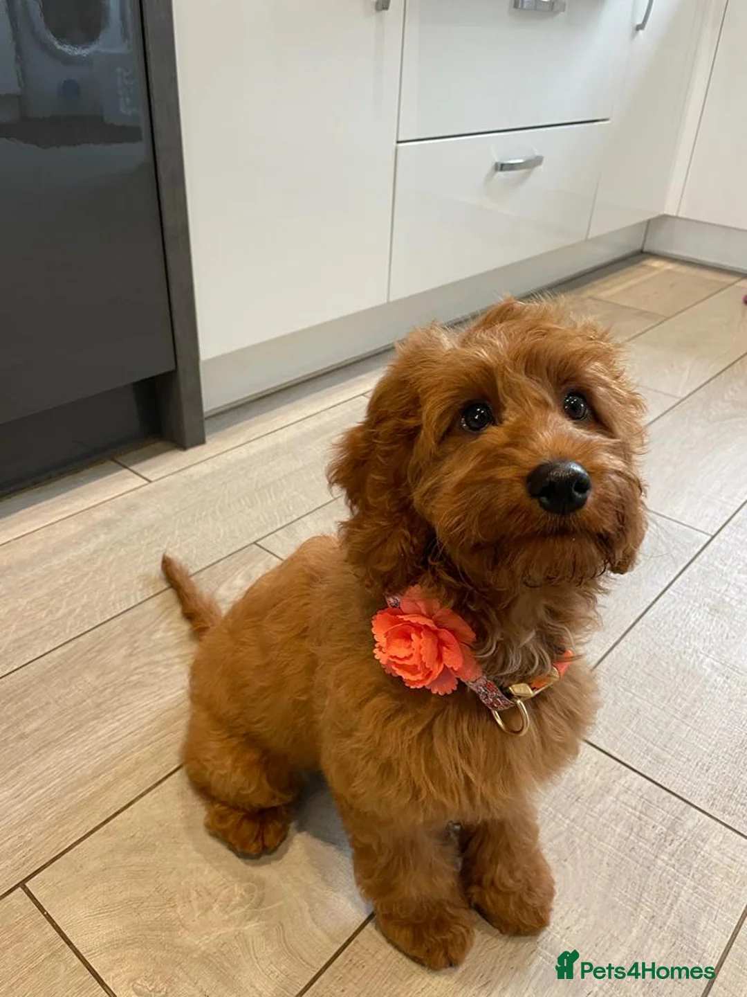 Miniature Poodle dogs for stud: Our Very handsome, charming Red Miniature Poodle  in Warrington - Advert 11
