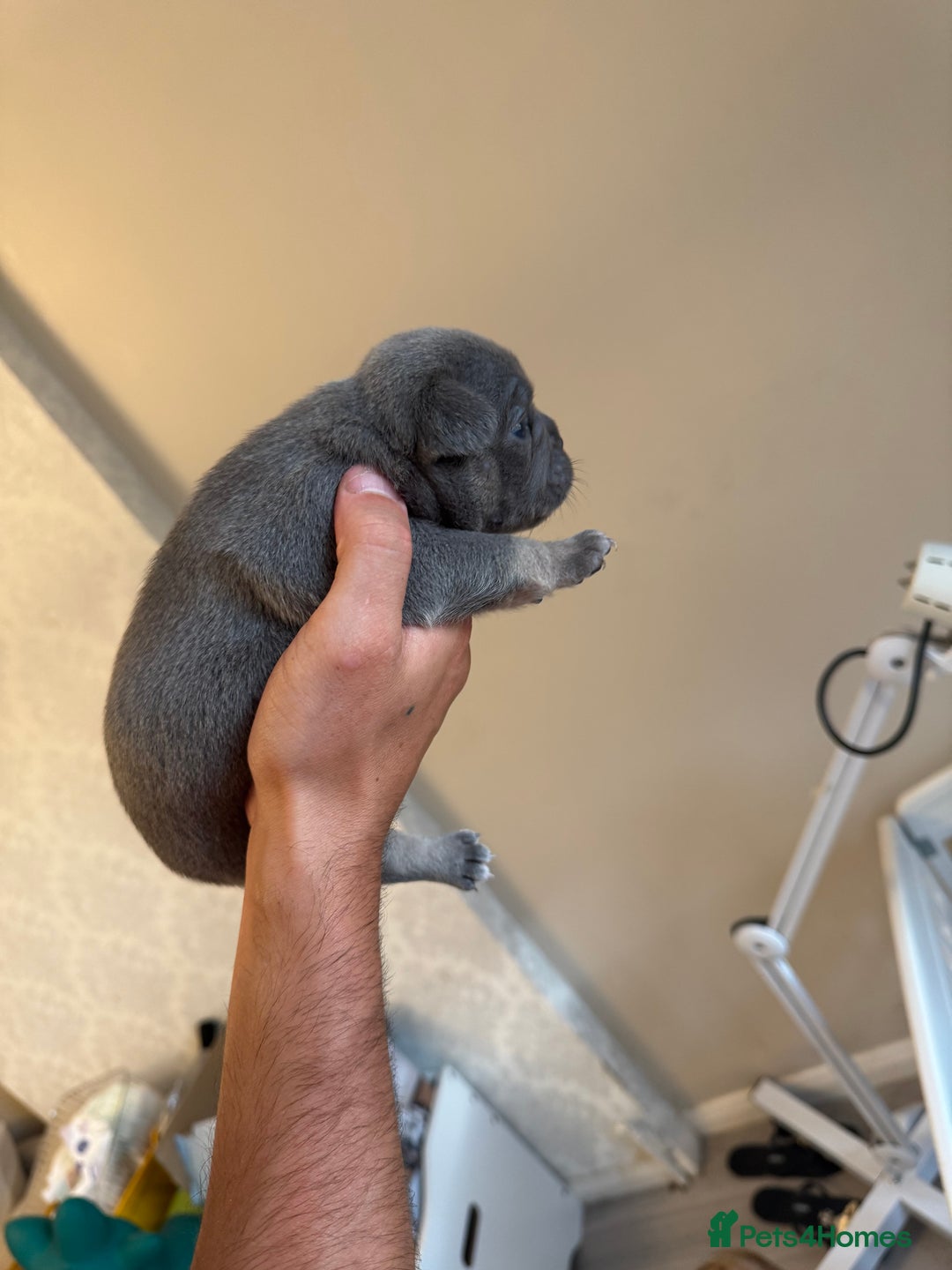 French Bulldog dogs for sale: French bulldog puppies🩷🩵 - Image 2
