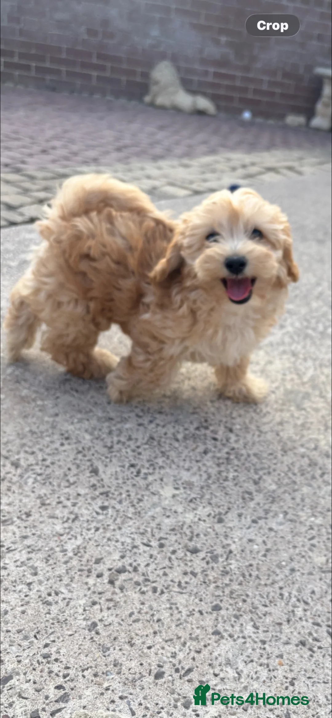 Maltipoo dogs for sale: Maltipoo pups  - Advert 2