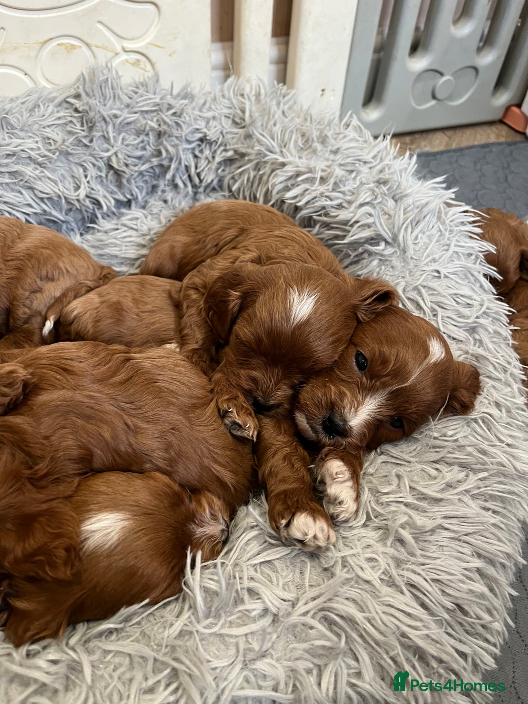 Cavapoo dogs for sale: Merlesque ⭐️⭐️⭐️⭐️⭐️F1 Cavapoos 200 DNA - Image 22