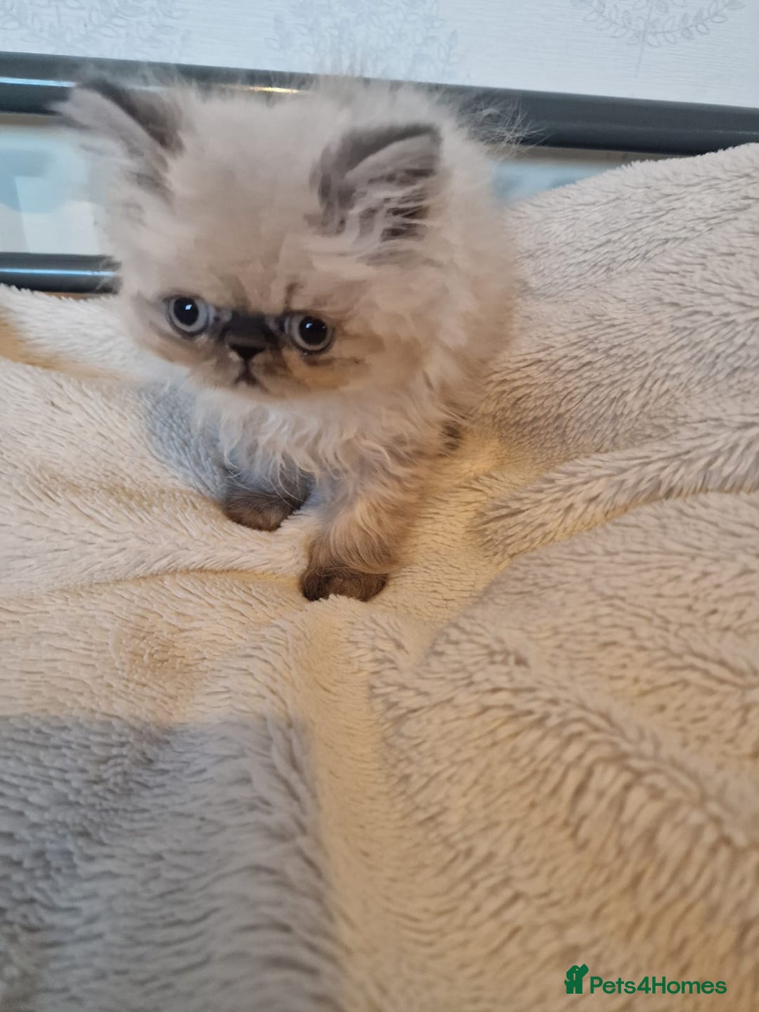 Persian cats for sale: Stunning Persian Kittens. - Advert 17