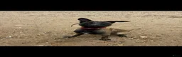 Belgian Shepherd Dog dogs for sale: Trauma 11 months old  in Cambridge - Advert 5