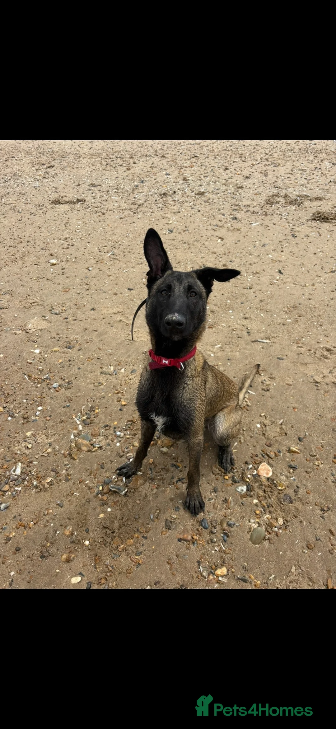 Belgian Shepherd Dog dogs for sale: Trauma 11 months old  in Cambridge - Advert 5