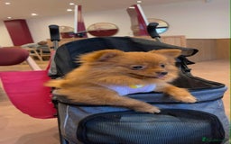 Pomeranian dogs for sale: 🐾 Adorable 7-Month-Old Pomeranian Girl – Lusy 🐾 - Image 9