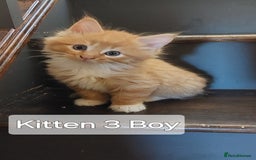 Maine Coon cats for sale: Beautiful Maine Coon x Ragdoll kittens  - Image 7