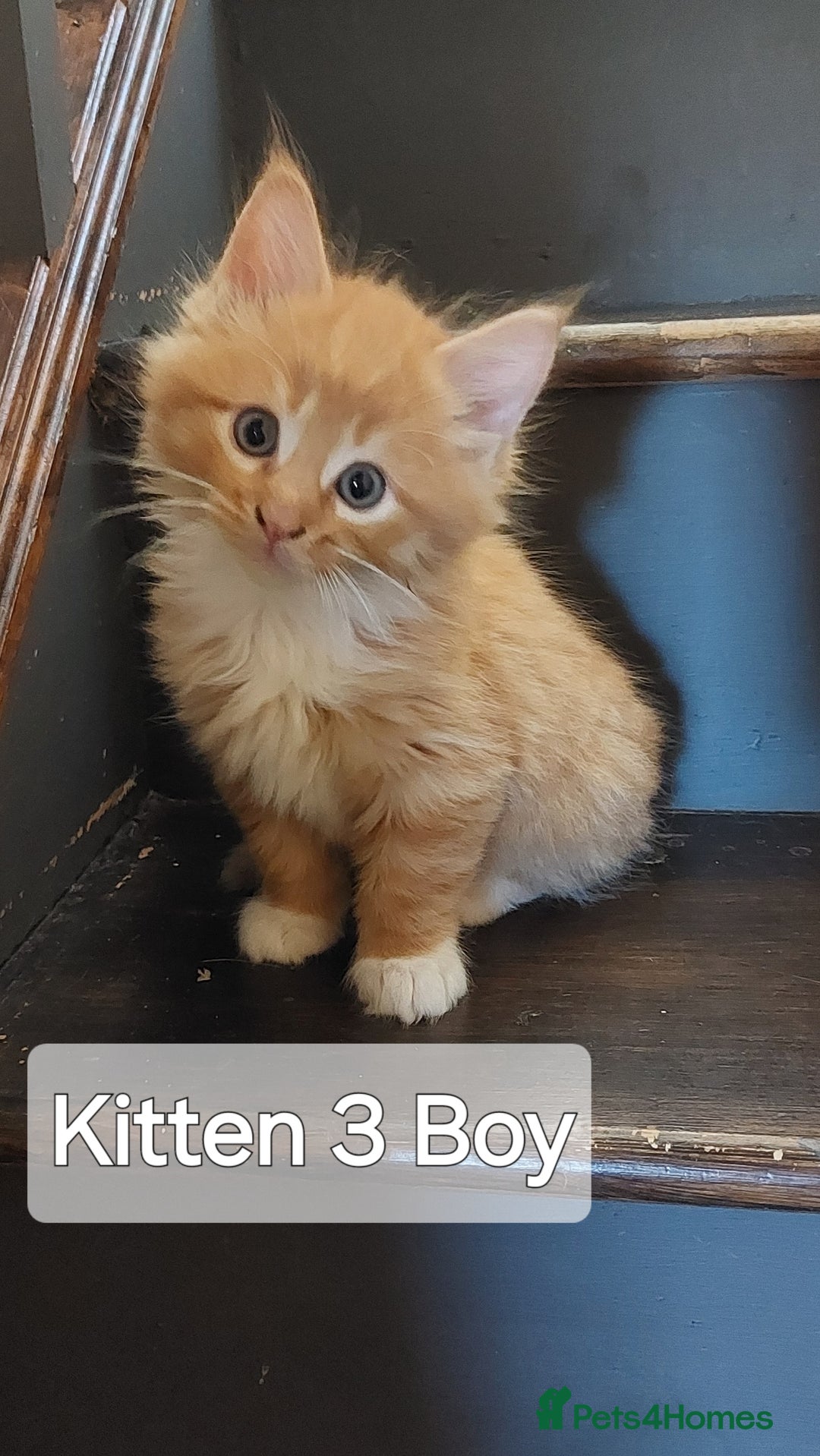 Maine Coon cats for sale: Beautiful Maine Coon x Ragdoll kittens  - Image 7