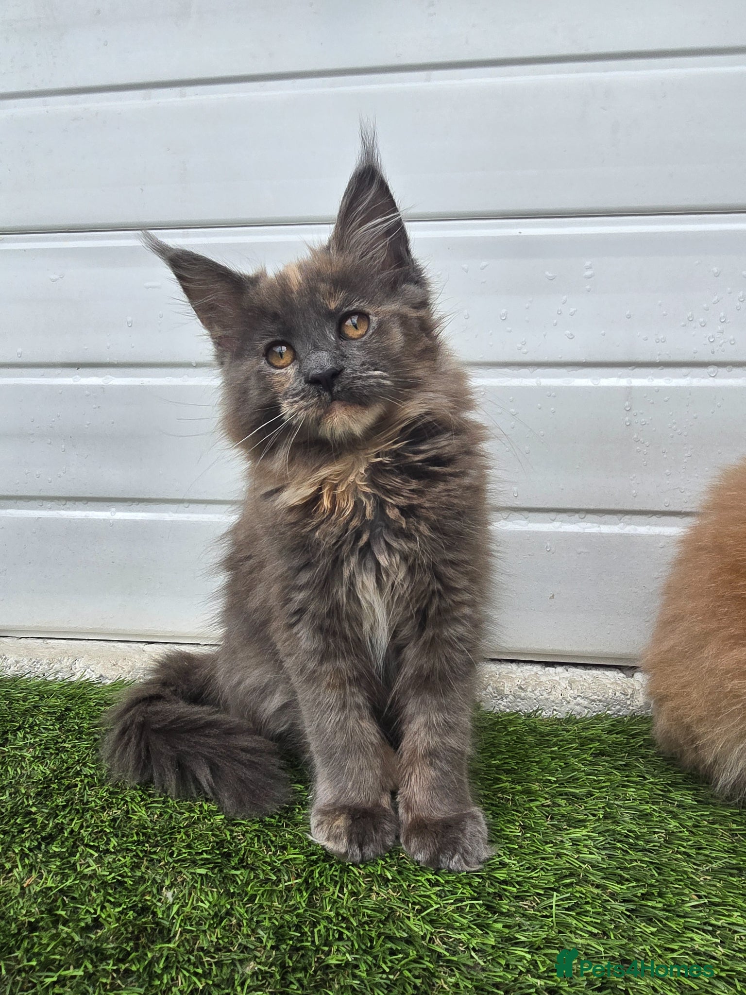 Maine Coon cats Outstanding gccf pet registered babies  - Advert 2