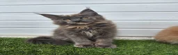 Maine Coon cats for sale: Outstanding gccf pet registered babies  - Advert 1