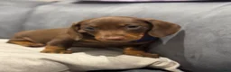 Miniature Dachshund dogs for sale: Ready now One Absolutely stunning boy left  - Advert 9