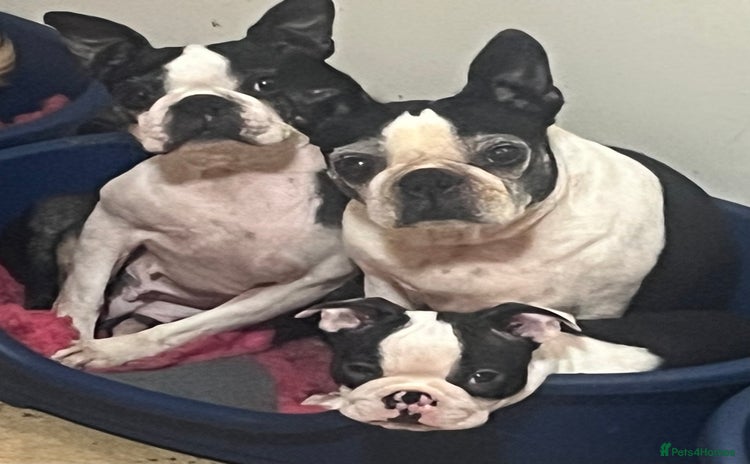 Boston Terrier dogs - Advert 1