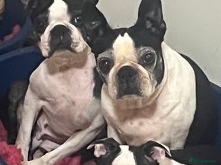 Boston Terrier dogs - Advert 9