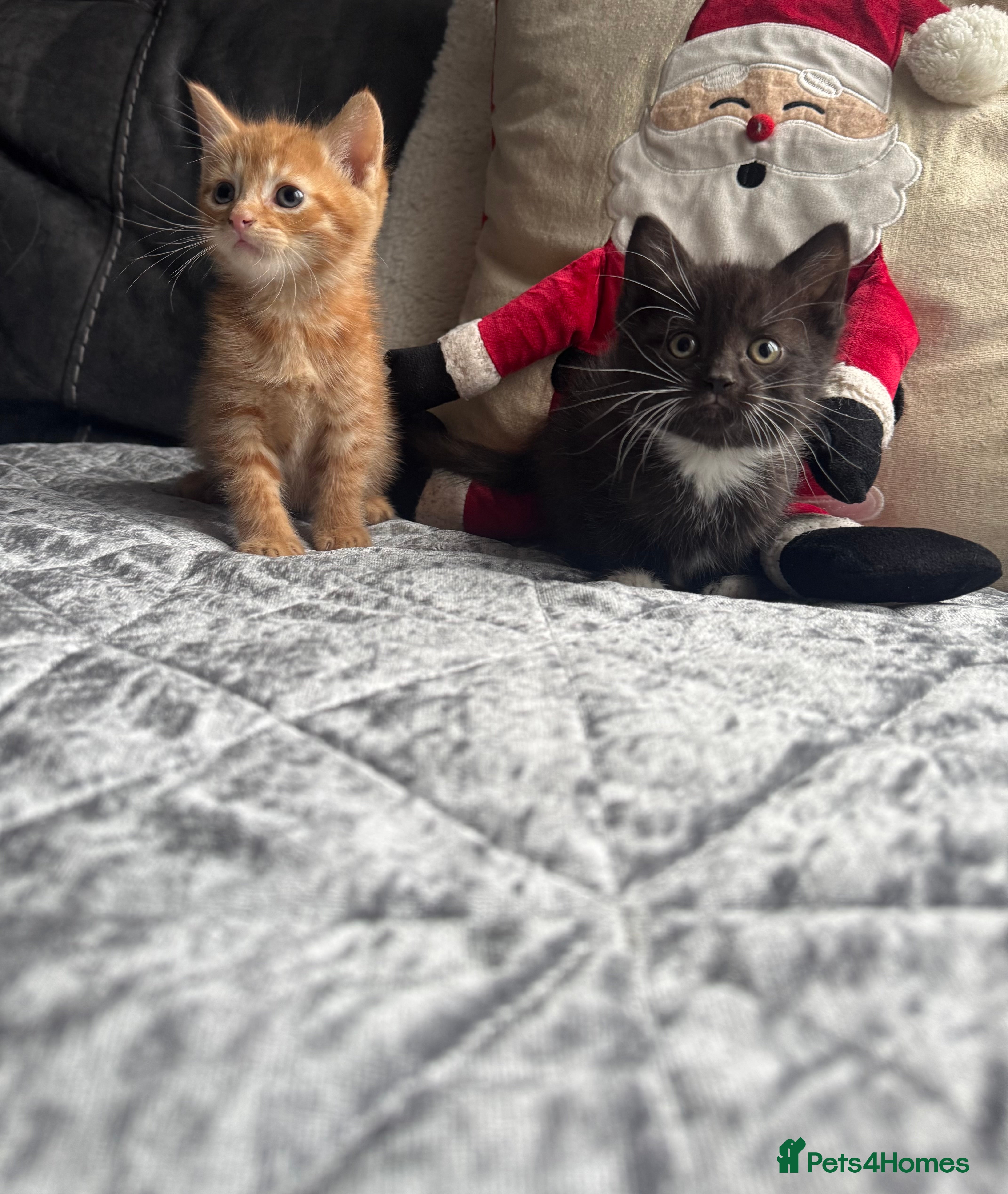 Mixed Breed cats Kittens  - Advert 7