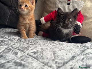 Mixed Breed cats Kittens - Advert 7