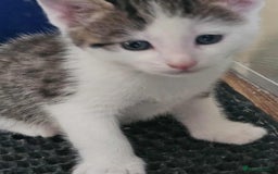 Mixed Breed cats for sale: 6 beautiful boys  - Image 2