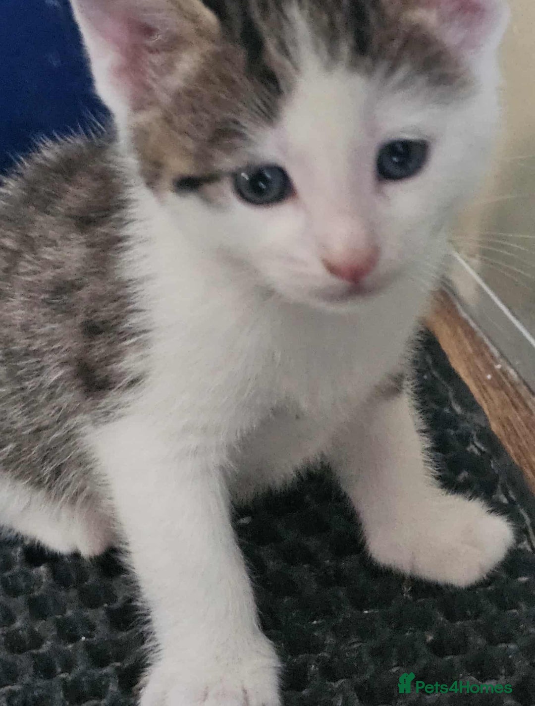 Mixed Breed cats for sale: 6 beautiful boys  - Image 2