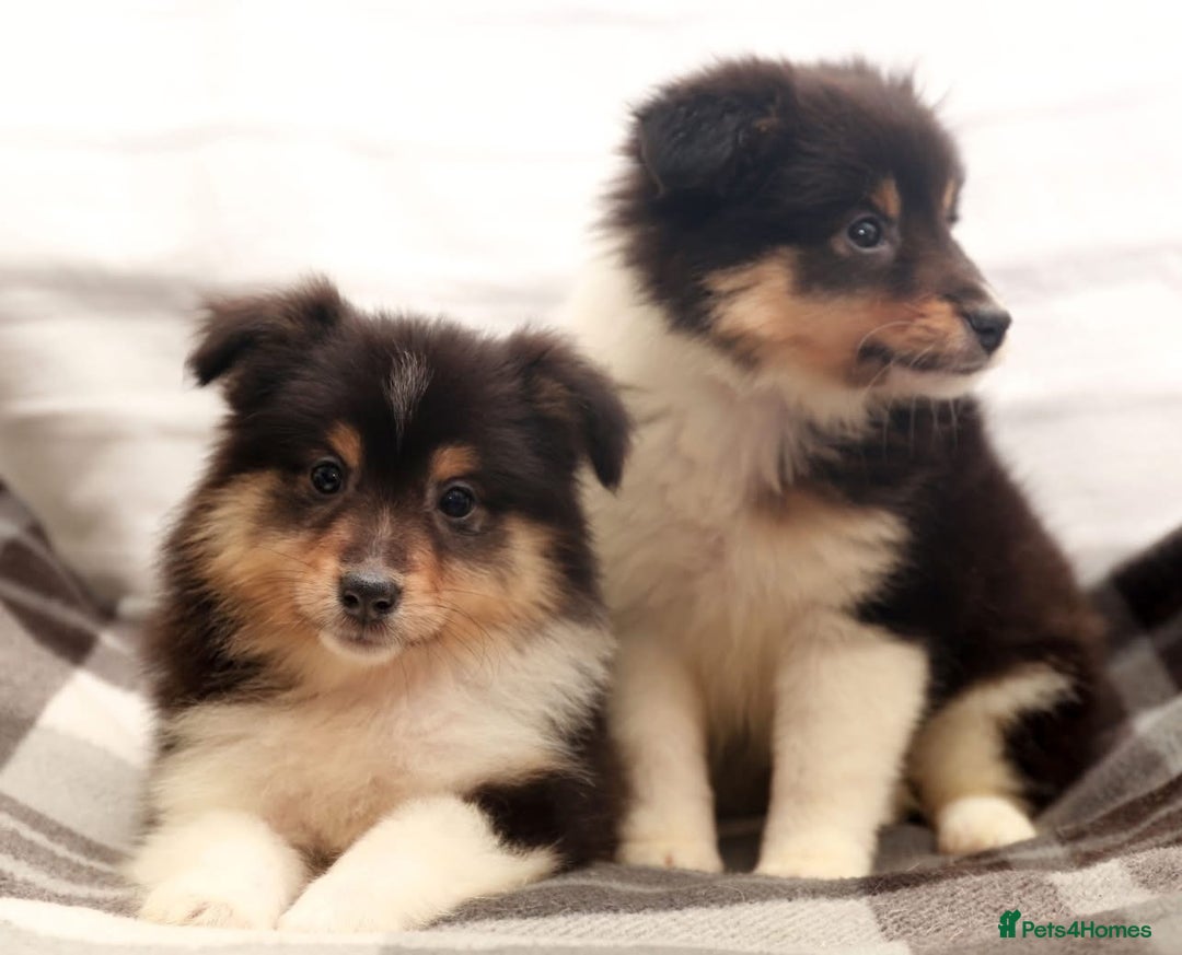 Shetland Sheepdog dogs for sale: Stunning Champions lines Tri Colour Girls  - Advert 1