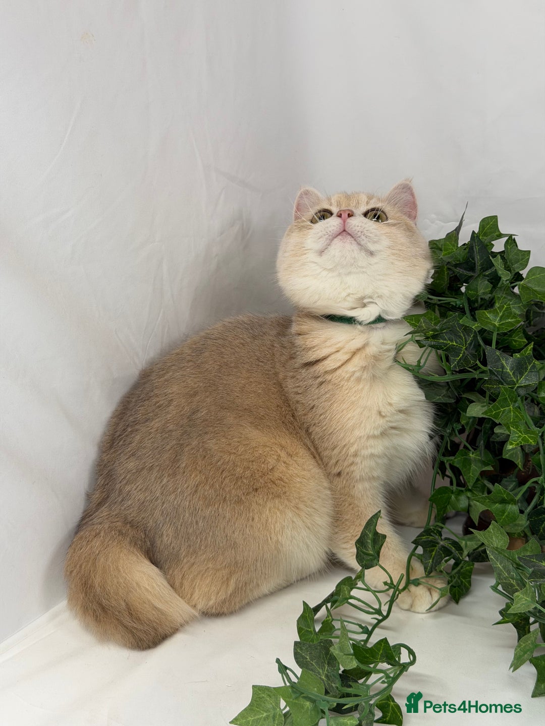 British Shorthair cats for sale: British shh blue golden boy GCCF  - Advert 4