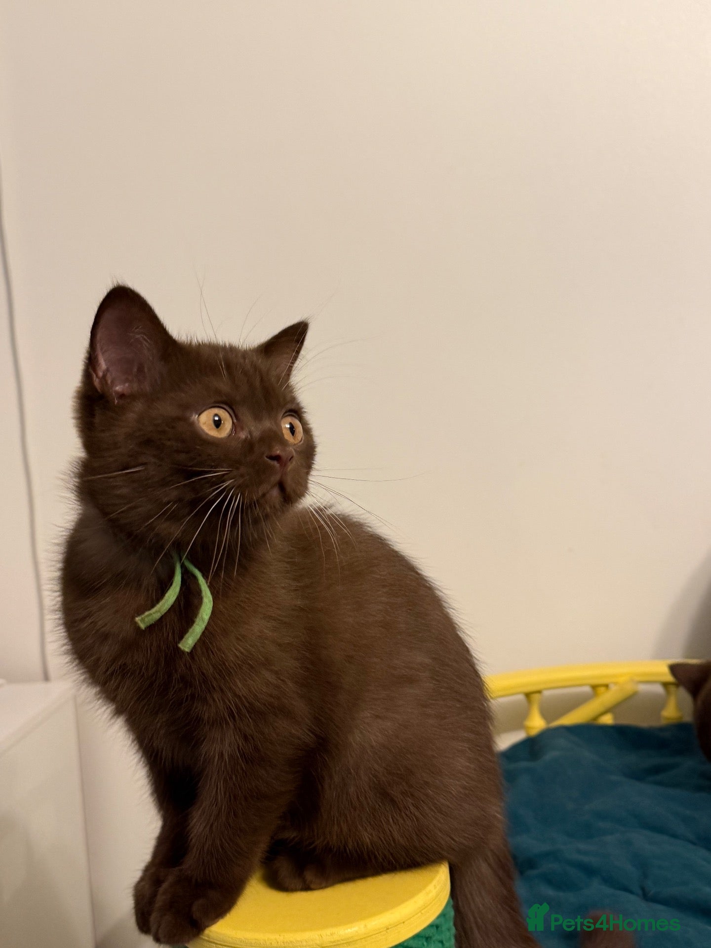 British Shorthair cats Tica registered BSH kittens ready for new parents! - Advert 1