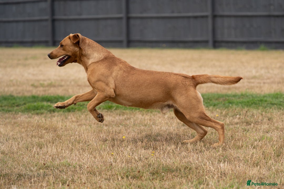 Labrador Retriever dogs for stud: Handsome KC Reg Fox Red Labrador Stud in March - Image 2