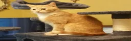 Mixed Breed cats for sale: Beautiful Mixed Breed Kittens - RESERVE  - Advert 13