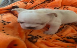 French Bulldog dogs for sale:  French bulldogs  - Advert 8