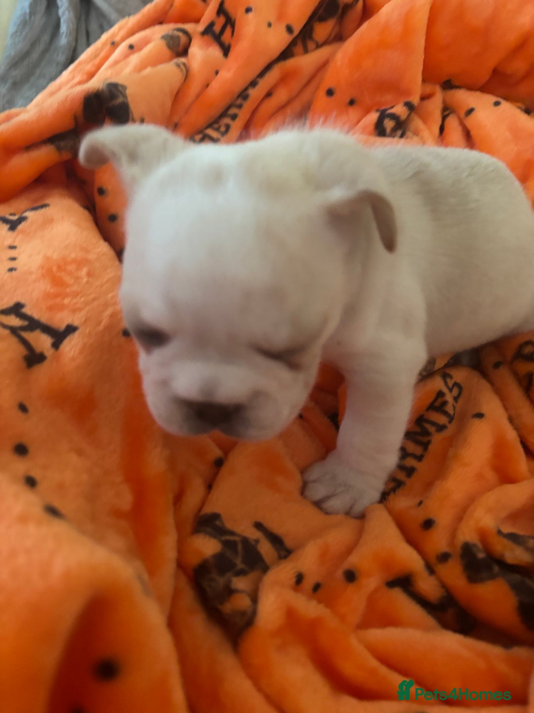 French Bulldog dogs for sale:  French bulldogs  - Advert 8