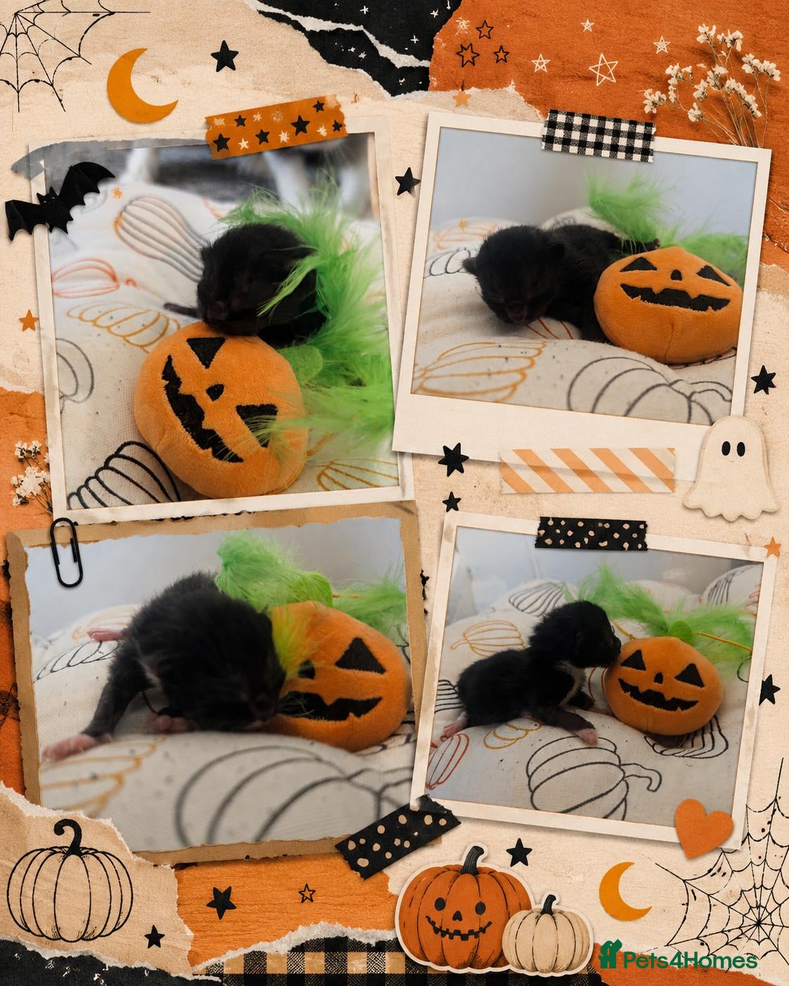 Mixed Breed cats Halloween kitties!  - Advert 3