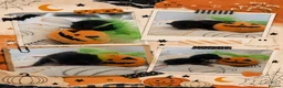 Mixed Breed cats for sale: Halloween kitties!  in Canterbury - Advert 1