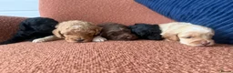 Cockapoo dogs for sale: Stunning F1B Cockapoos - Advert 8